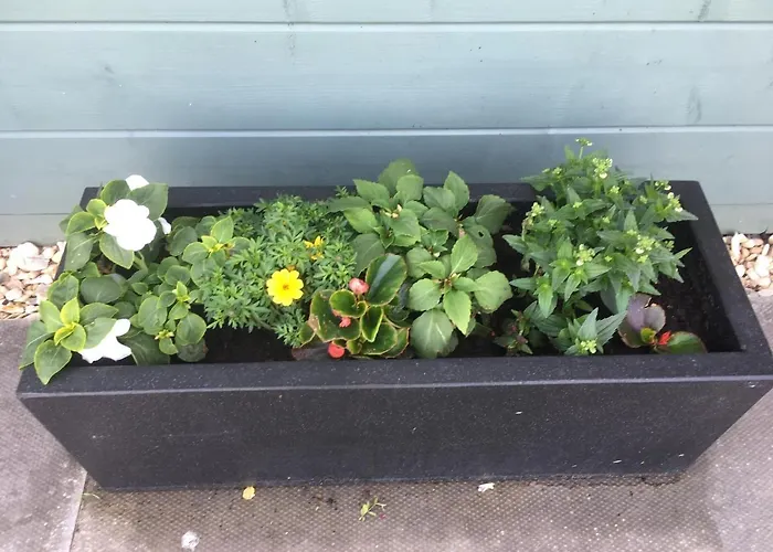 Auchenlea 山林小屋 格拉斯哥