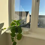 Black Daisy 글라스고