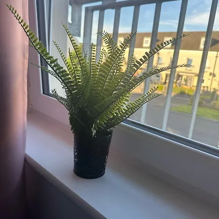 Apartment Black Daisy