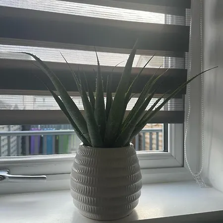 Apartment Black Daisy Glasgow