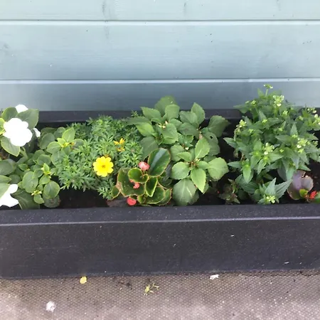 Auchenlea Hytte Glasgow