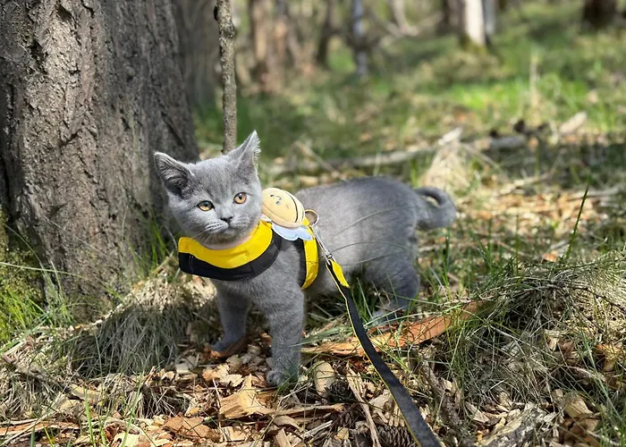 Quarto em Acomodações Particulares 23 Lochburn Gardens - Carz *