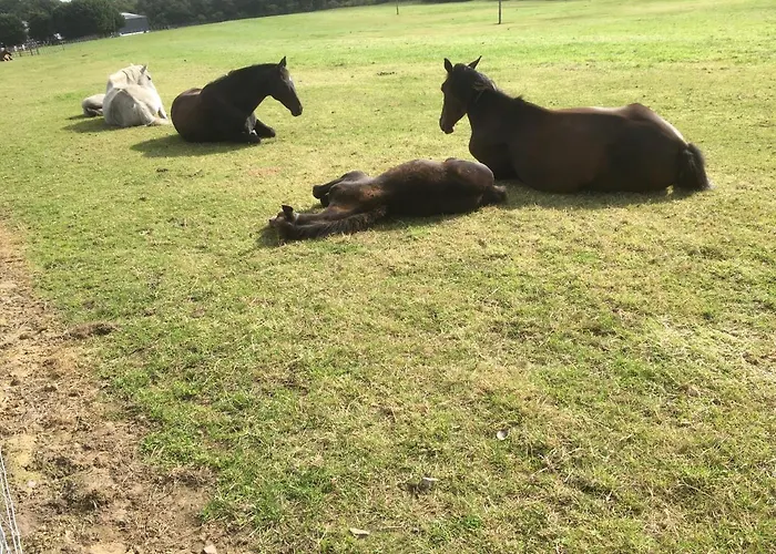 Auchenlea Деревянный коттедж