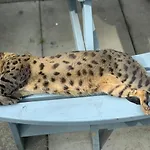 The West Highland Way And Retreat Hotel 5*