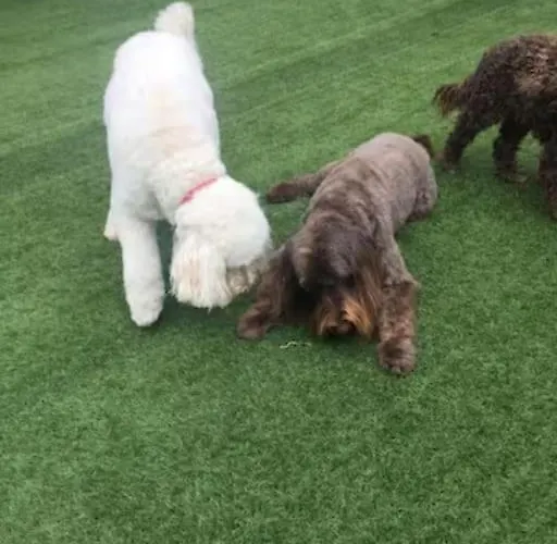 Emo Homestay szállás