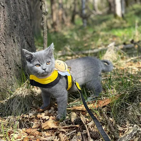 民宿 23 Lochburn Gardens - Carz *